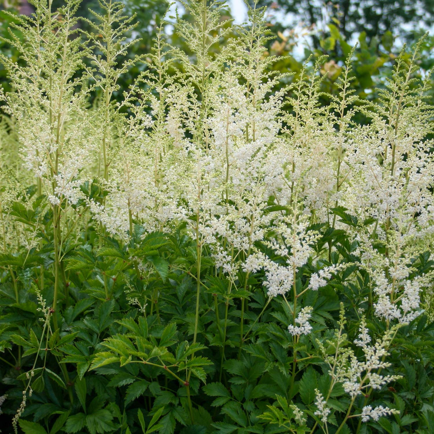Astilbe x arendsii 'Snowdrift'