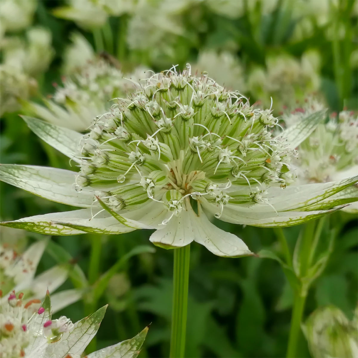 Astrantia major