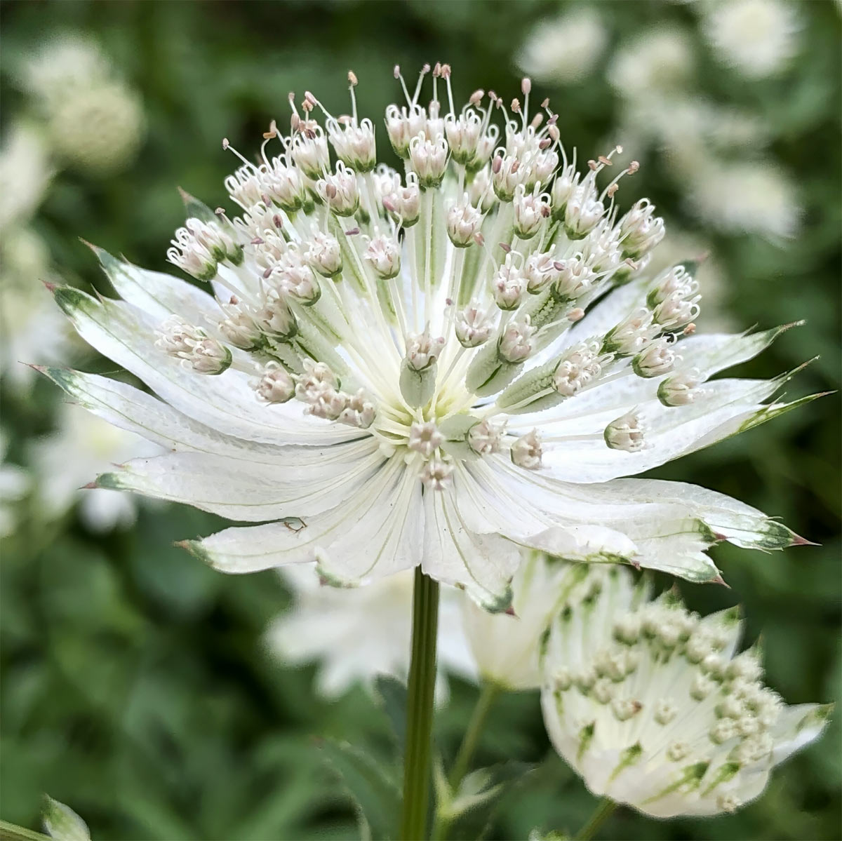 Astrantia major