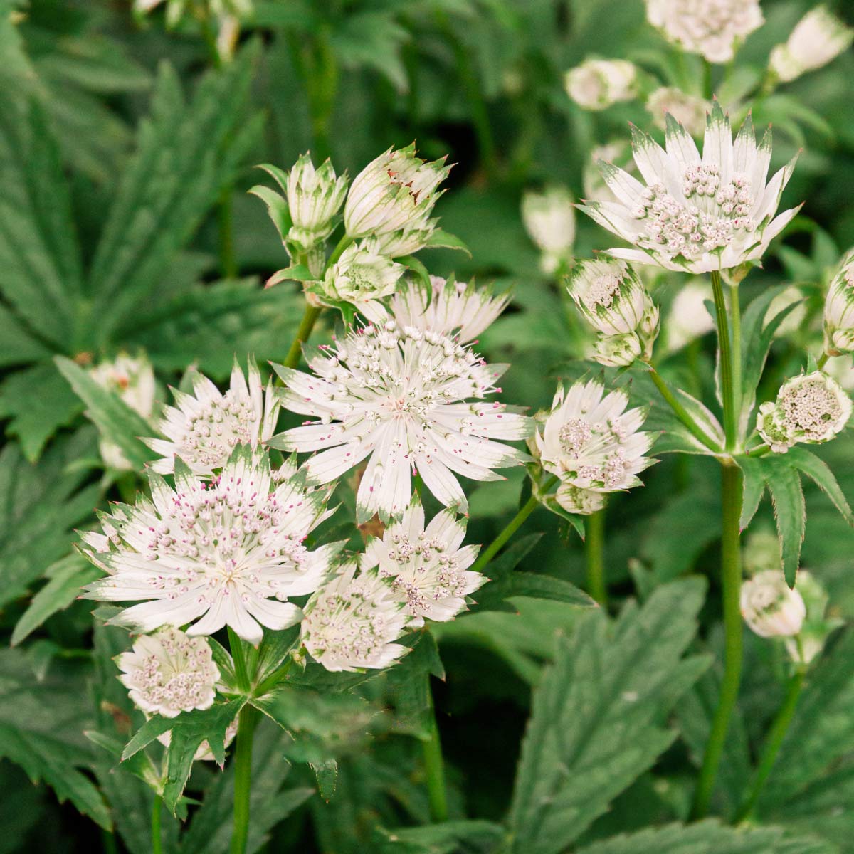 Astrantia major subsp. involucrata 'Shaggy'