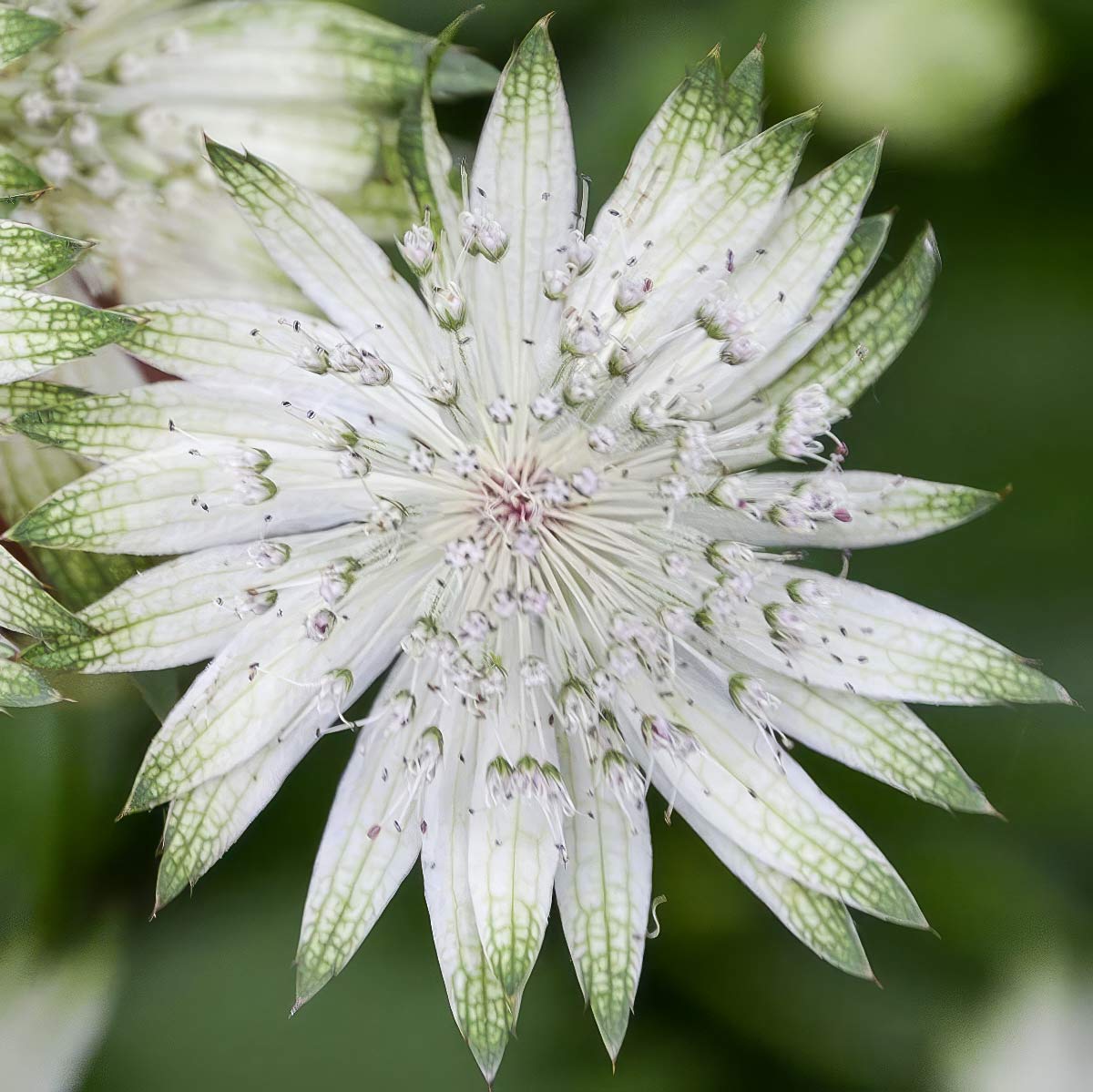 Astrantia major subsp. involucrata 'Shaggy'