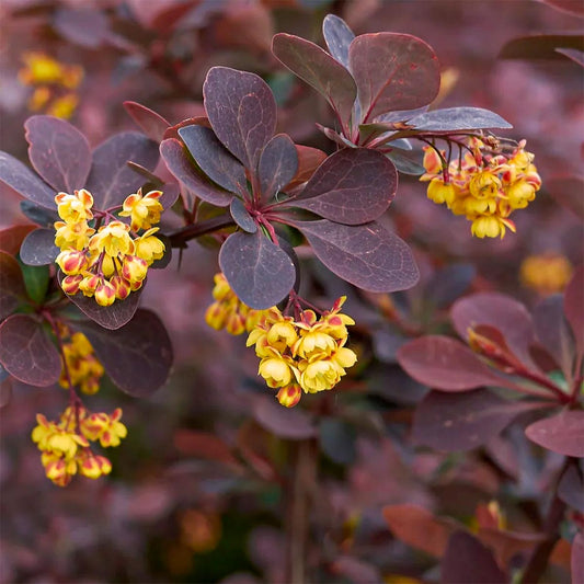 Berberis thunbergii 'Chocolate Summer'