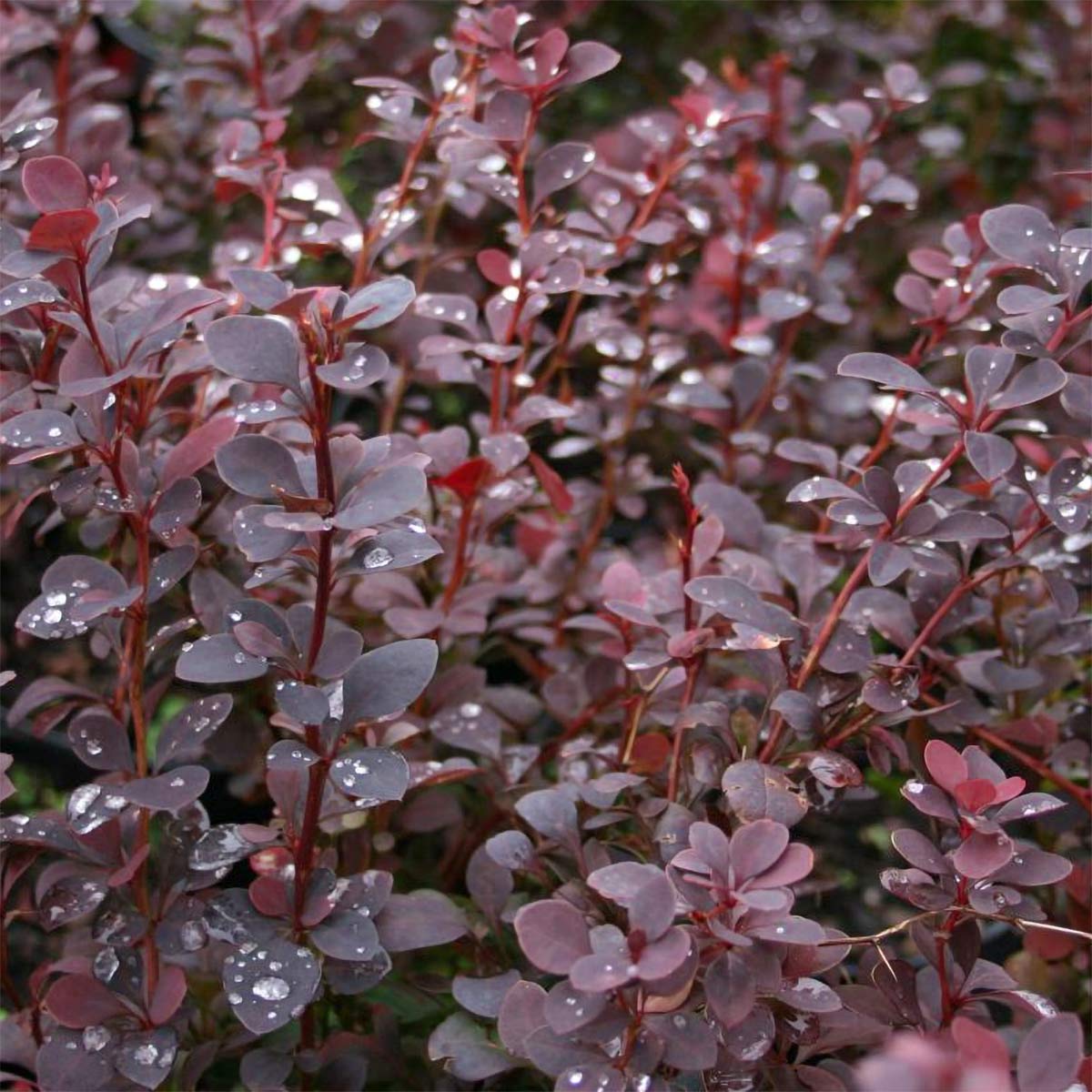 Berberis thunbergii 'Chocolate Summer'