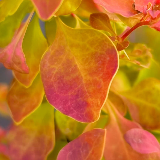 Berberis thunbergii 'Desperados'