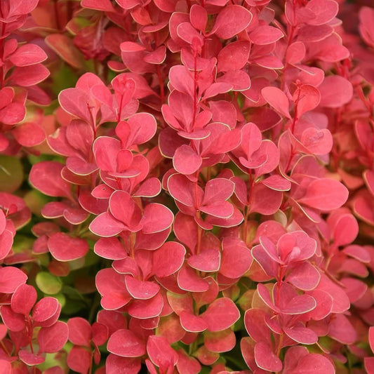 Berberis thunbergii 'Orange Rocket'