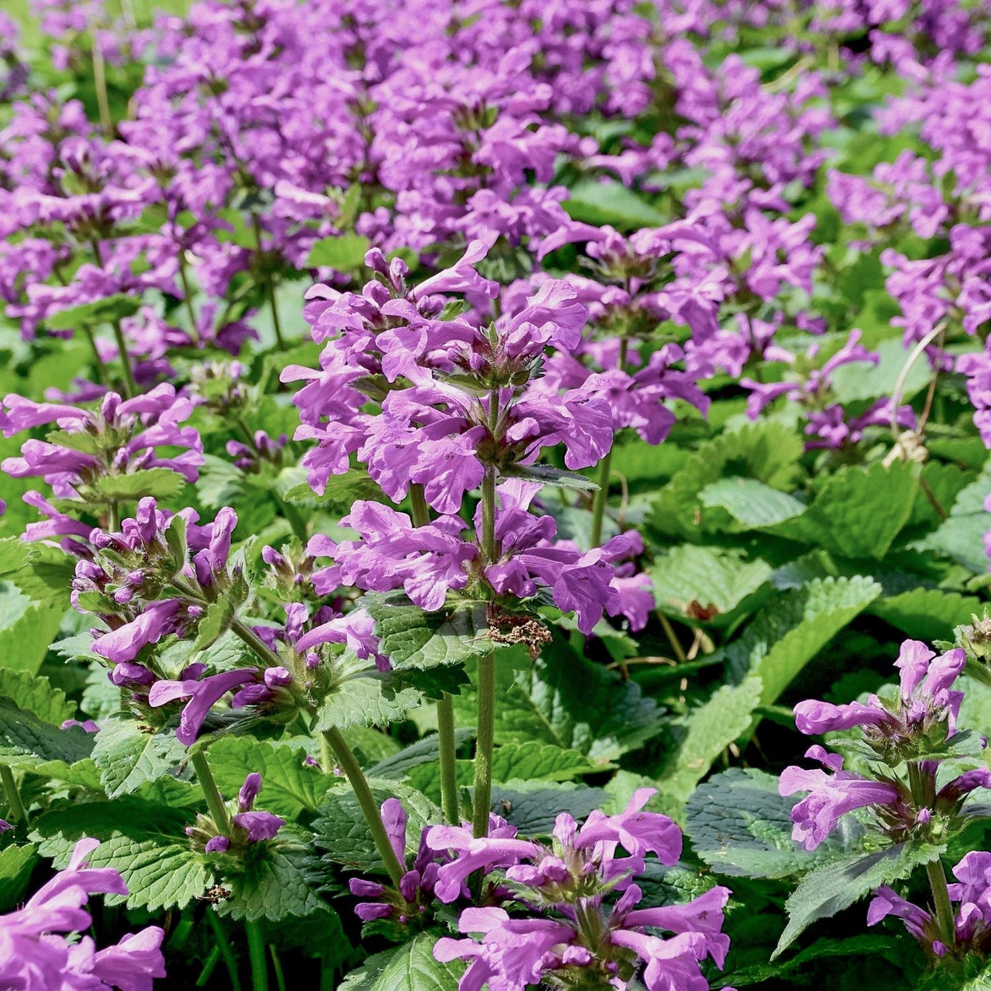 Betonica macrantha