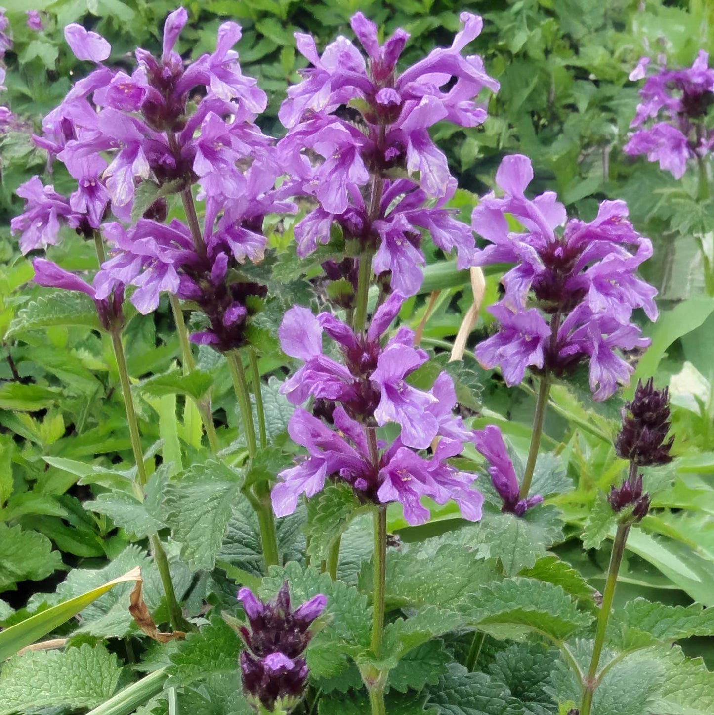 Betonica macrantha
