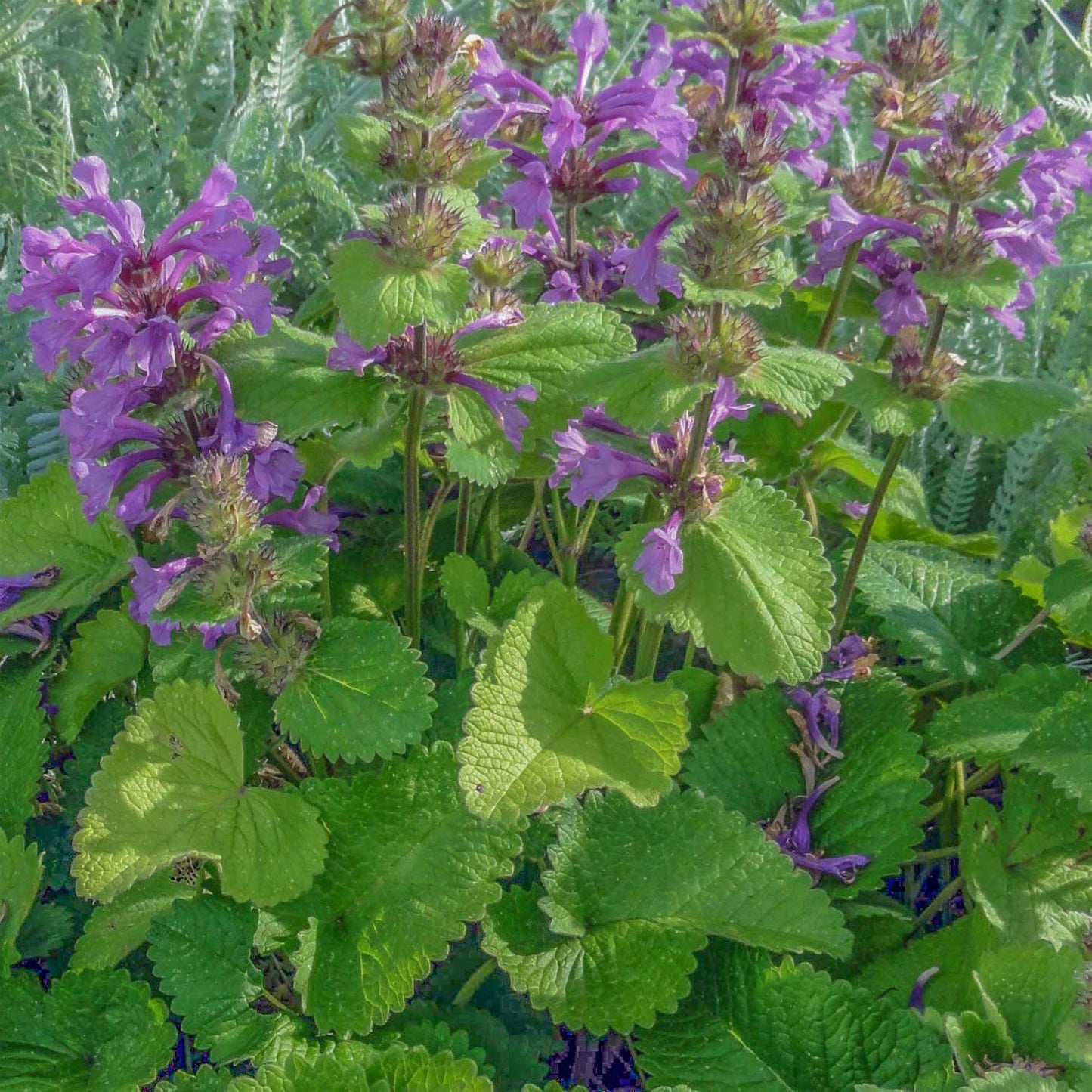 Betonica macrantha