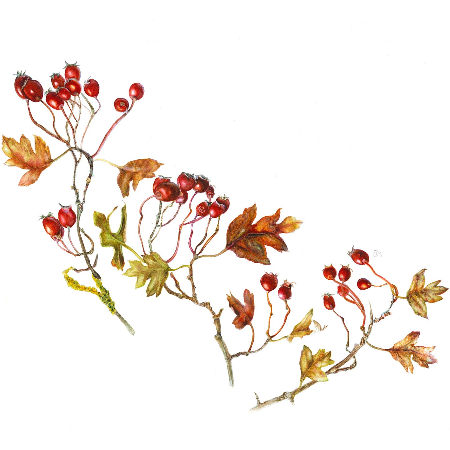 Botanical Painting Workshop: Autumn Treasures. Berries