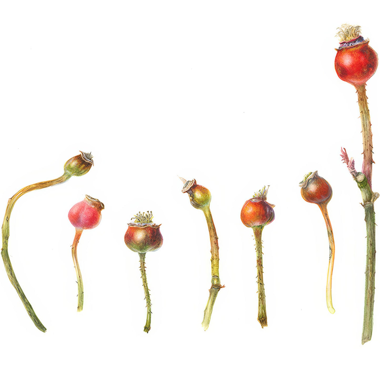 Botanical Painting Workshop: Autumn Treasures. Rose hips.