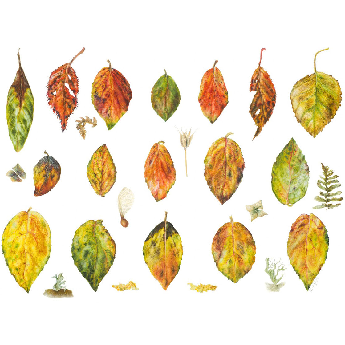 Botanical Painting Workshop: Autumn Treasures. 16th - 17th September, 2026.