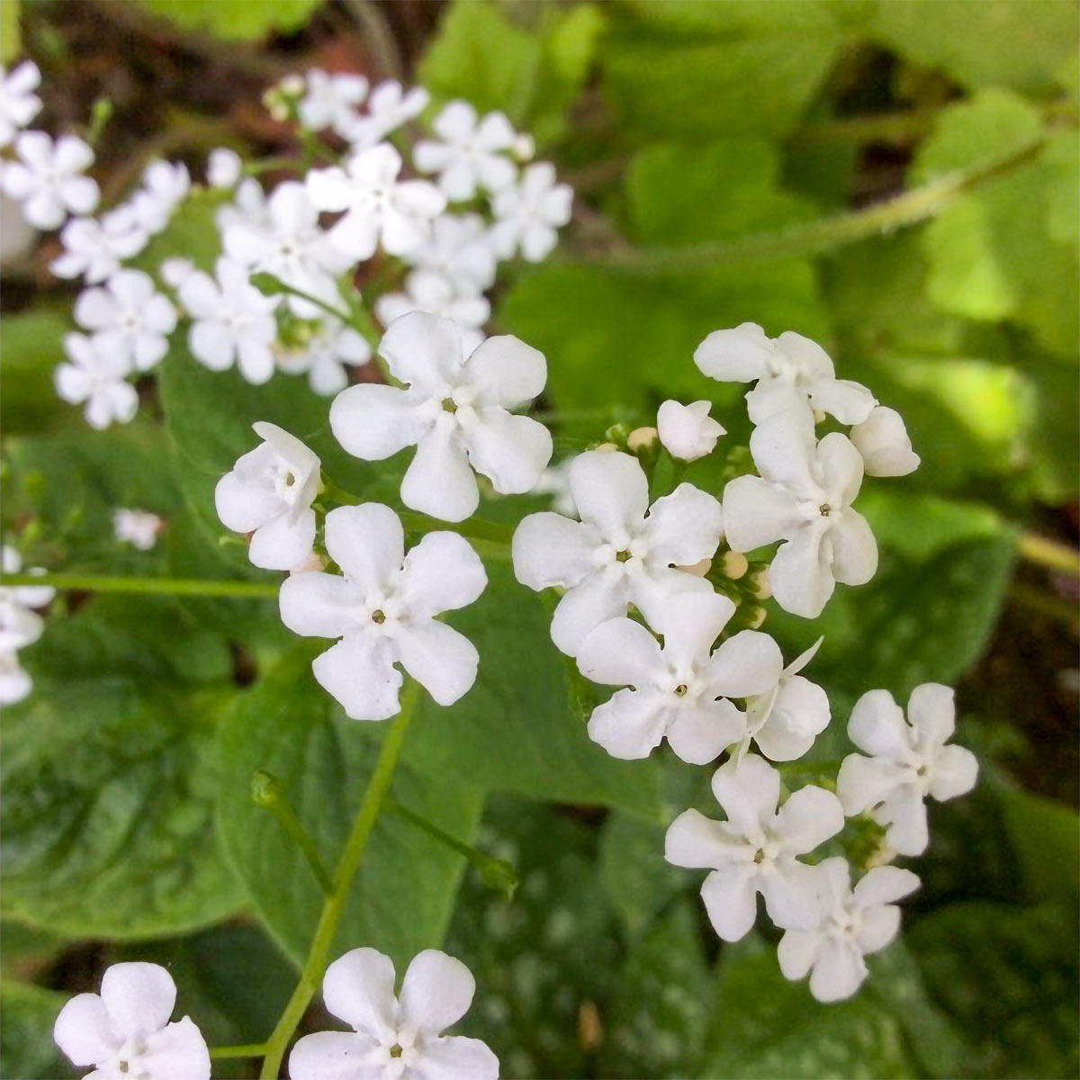 Brunnera macrophylla 'Betty Bowring'