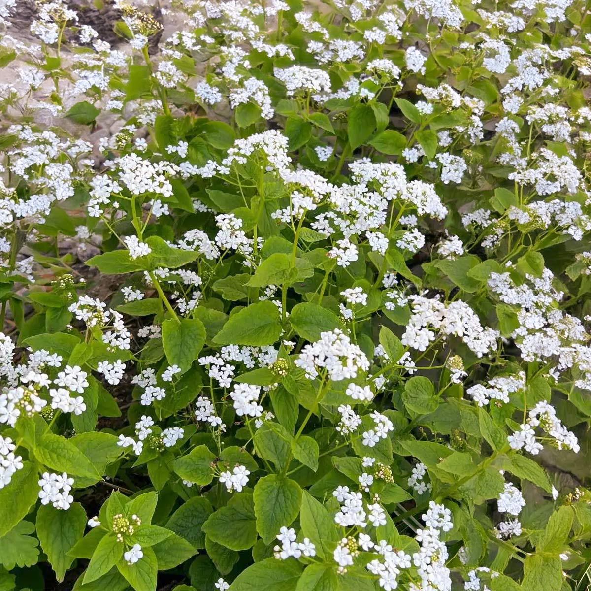 Brunnera macrophylla 'Betty Bowring'