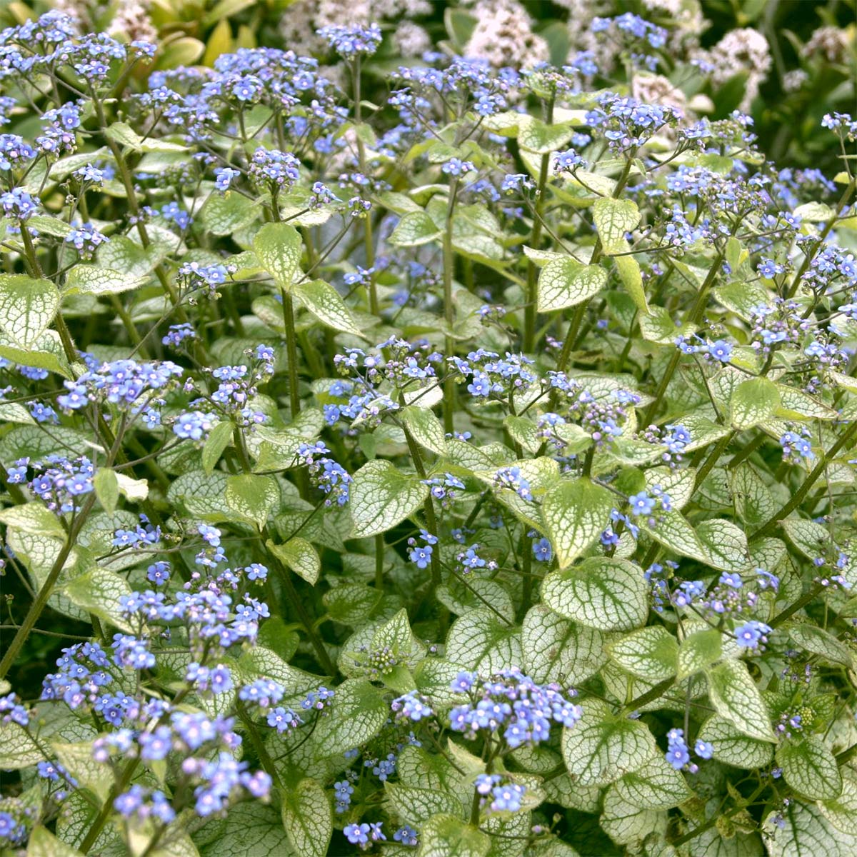 Brunnera macrophylla 'Jack Frost'