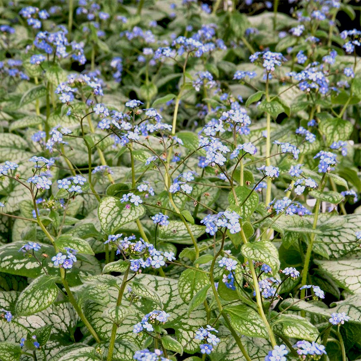 Brunnera macrophylla 'Jack Frost'