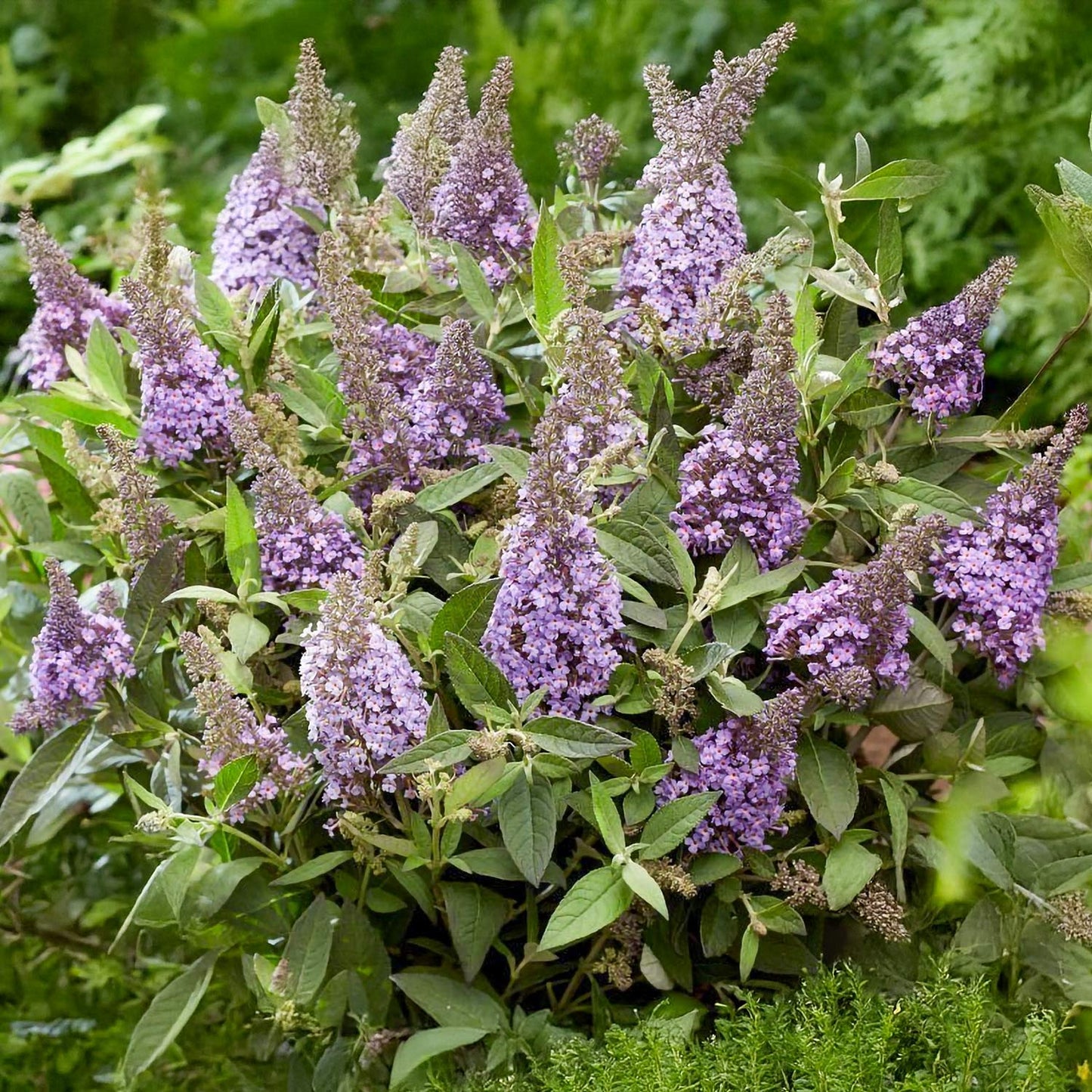 Buddleja 'Butterfly Candy Little Lila'