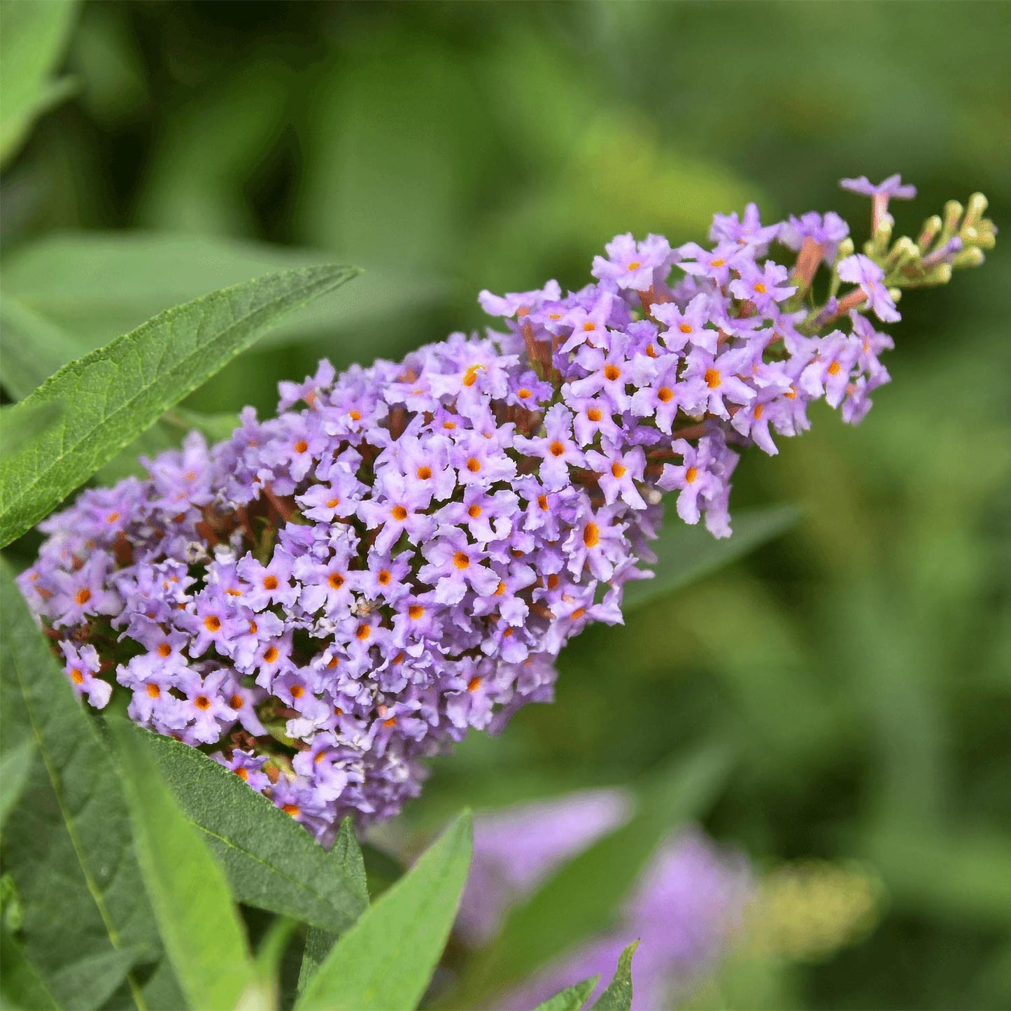 Buddleja 'Butterfly Candy Little Lila'