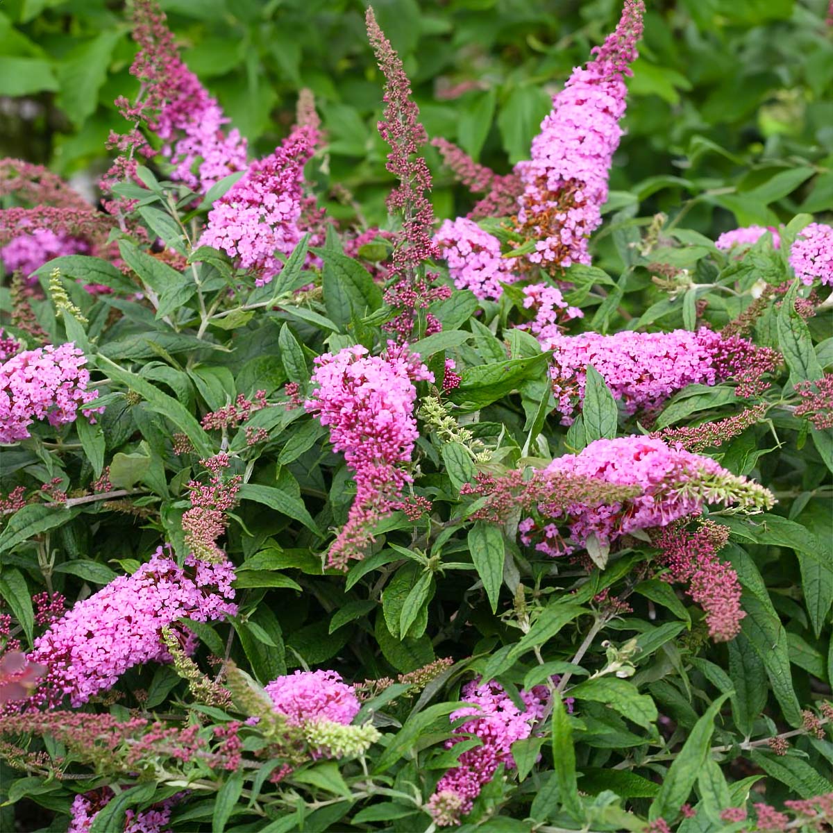 Buddleja davidii 'Buzz Candy Pink'