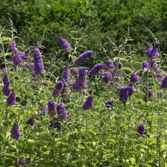 Buddleja davidii 'Empire Blue'