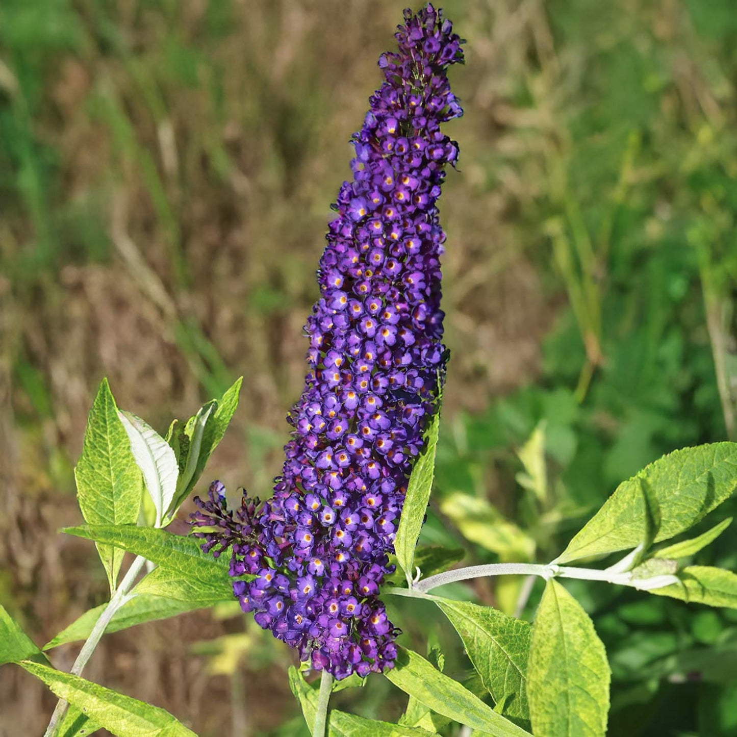 Buddleja davidii 'Magda's Gold Knight'