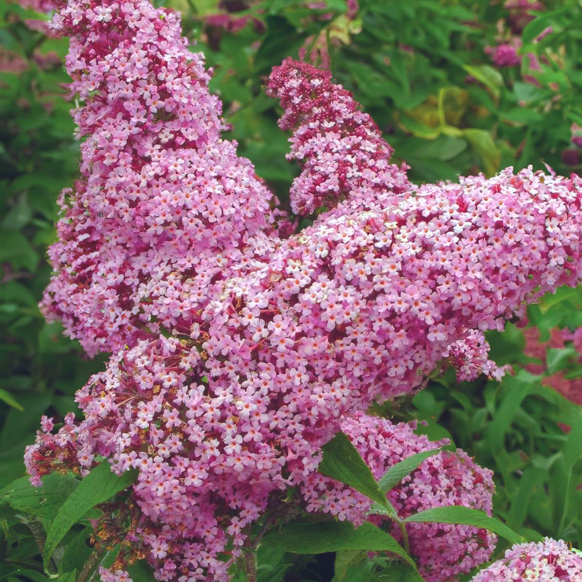 Buddleja davidii 'Pink Delight'