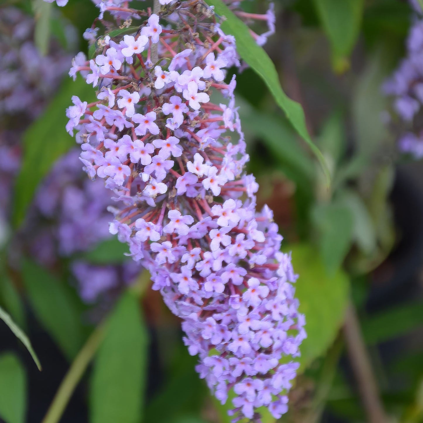 Buddleja davidii 'Wisteria Lane'