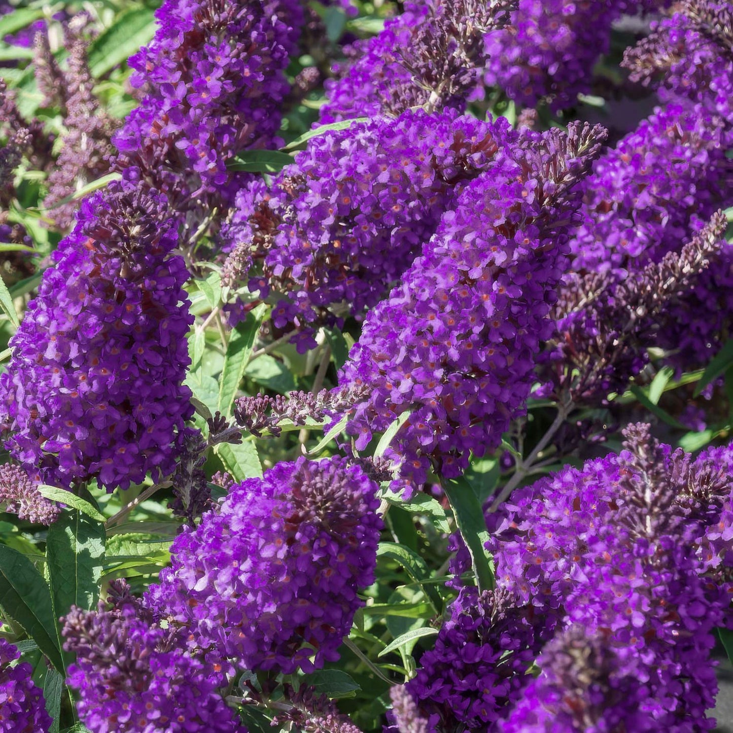 Buddleja 'Little Purple' (Butterfly Candy Series)