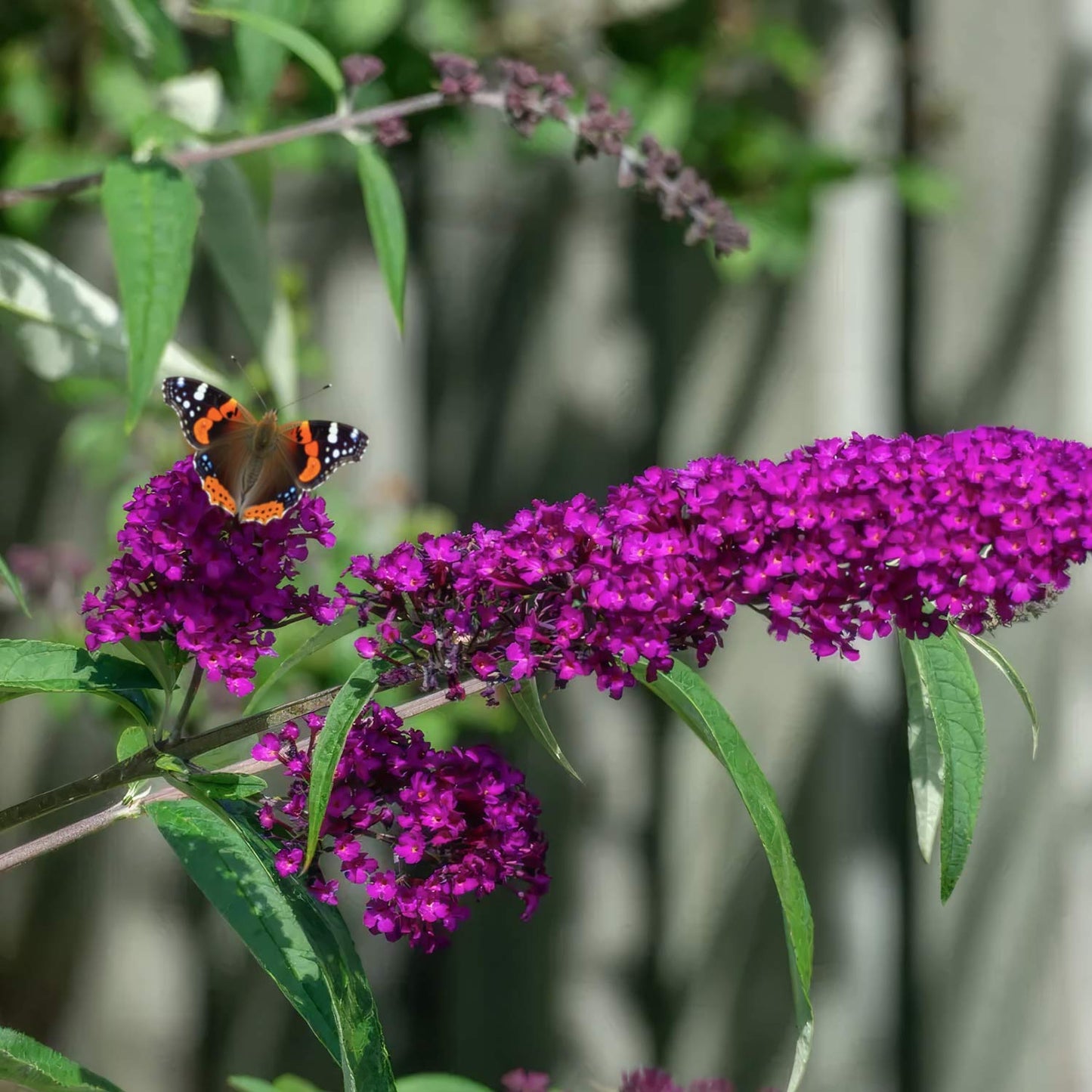 Buddleja 'Magenta Munchkin'