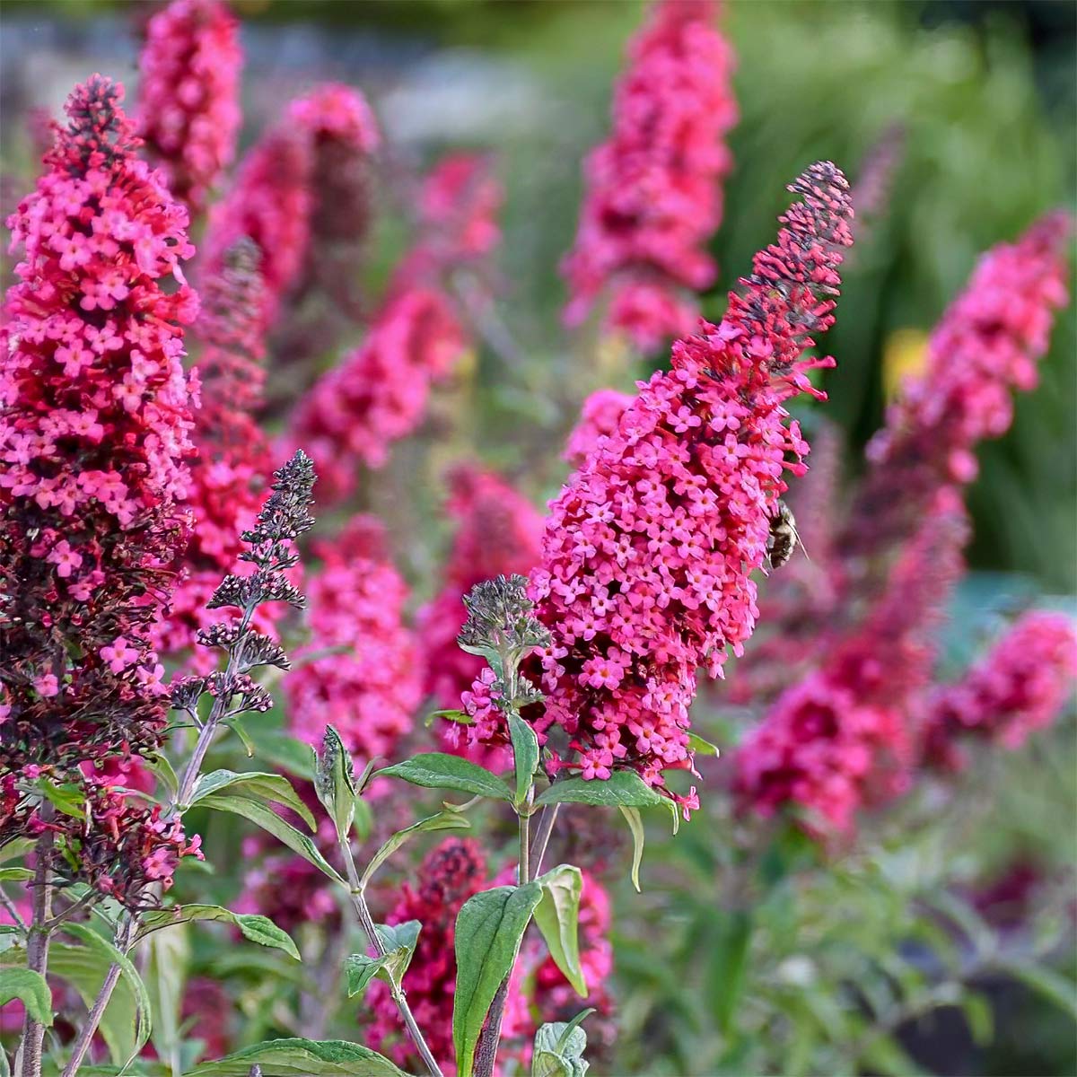 Buddleja davidii 'Prince Charming'