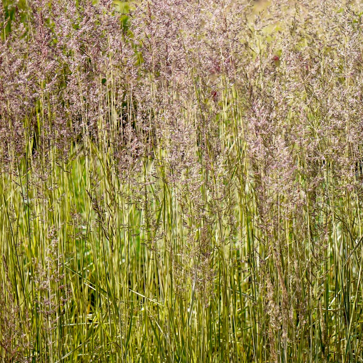 Calamagrostis x acutiflora 'Avalanche'