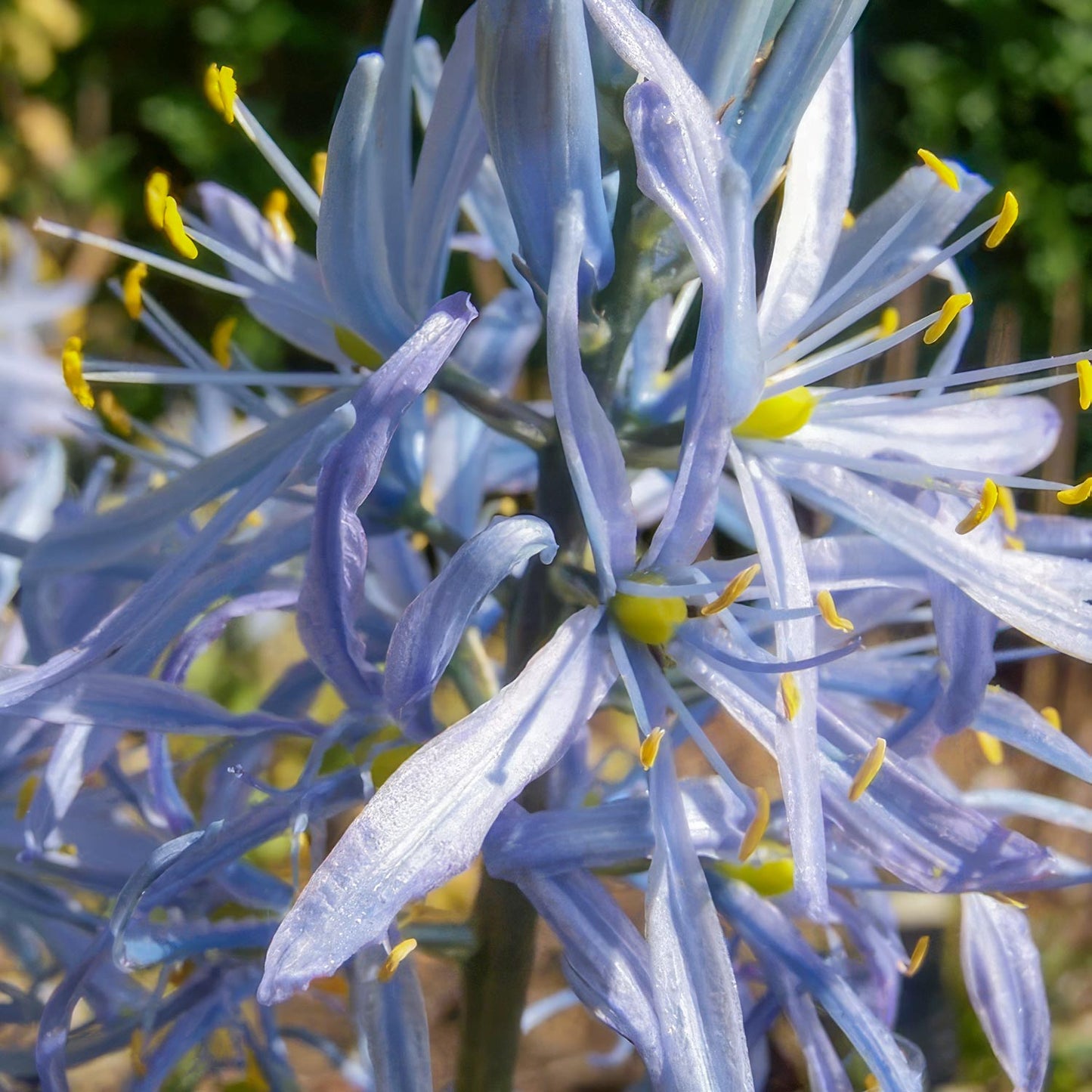 Camassia cusickii