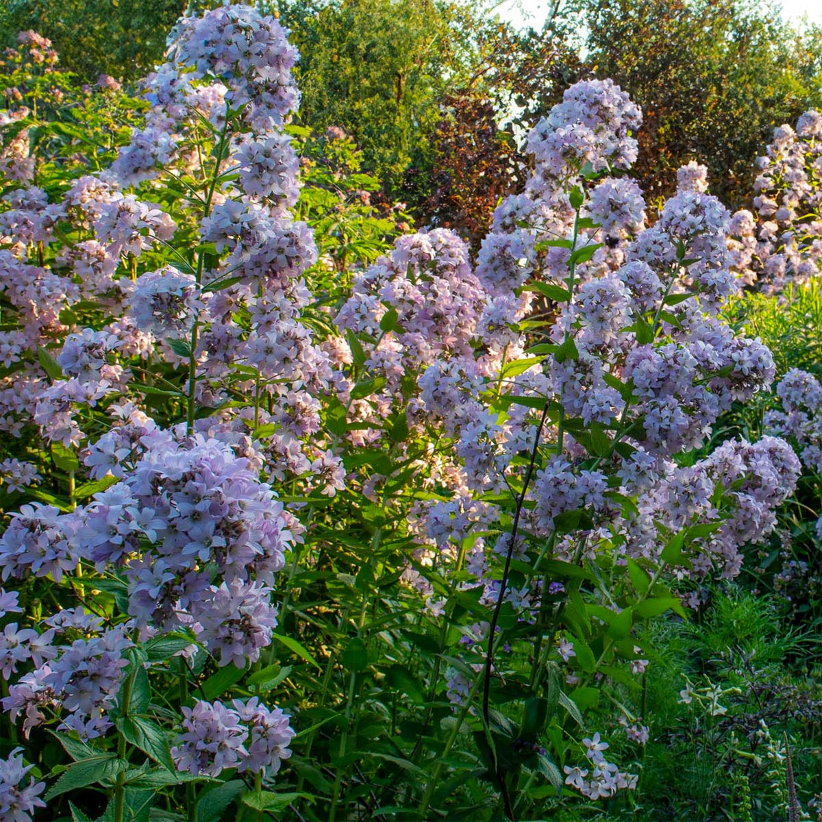 Campanula lactiflora 'Loddon Anna'