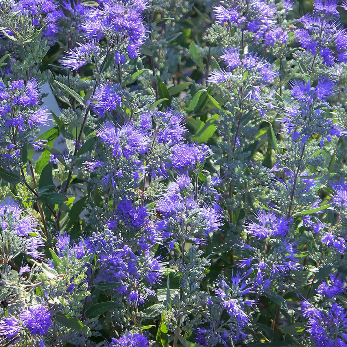 Caryopteris x clandonensis 'Dark Knight'