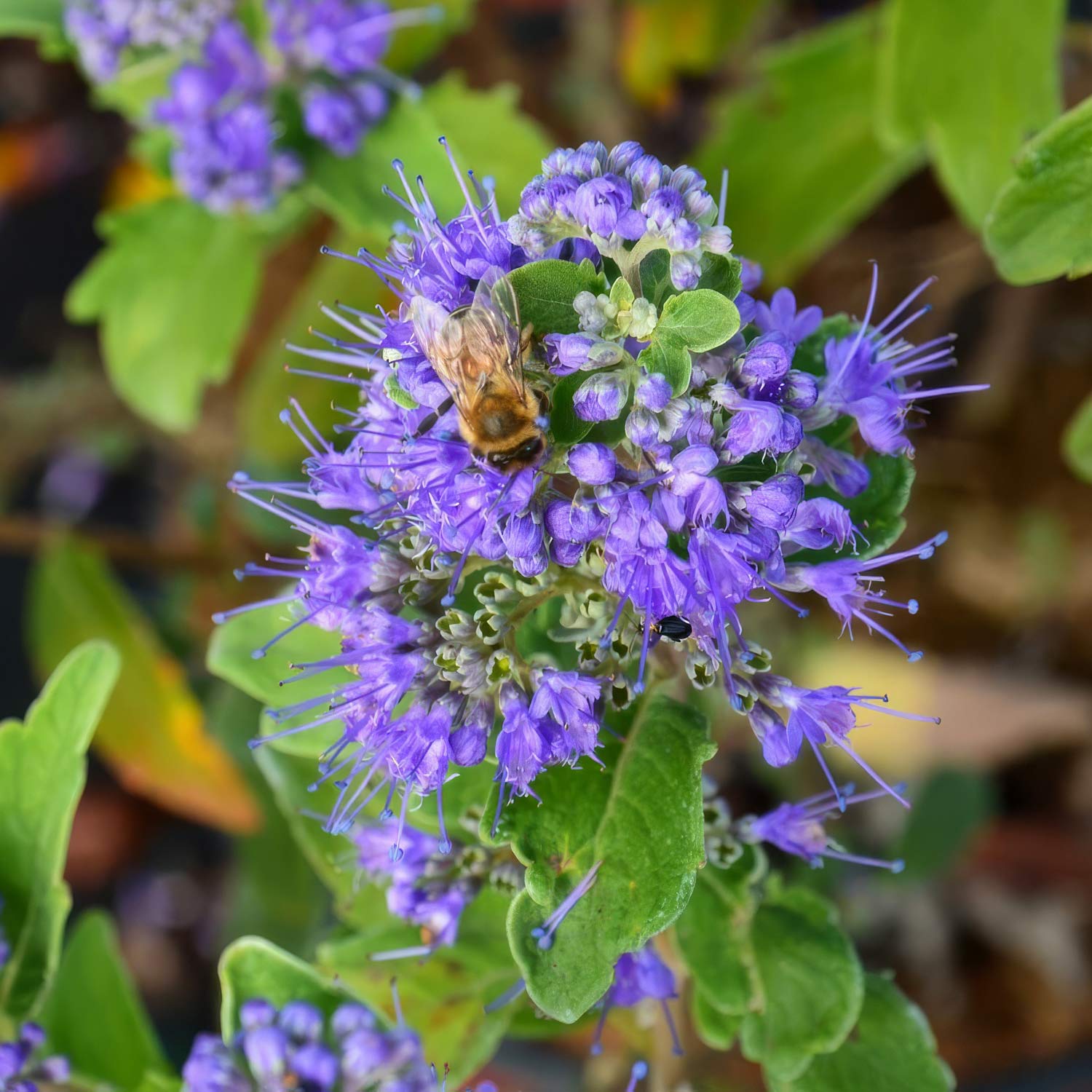 Caryopteris x clandonensis 'Kew Blue'