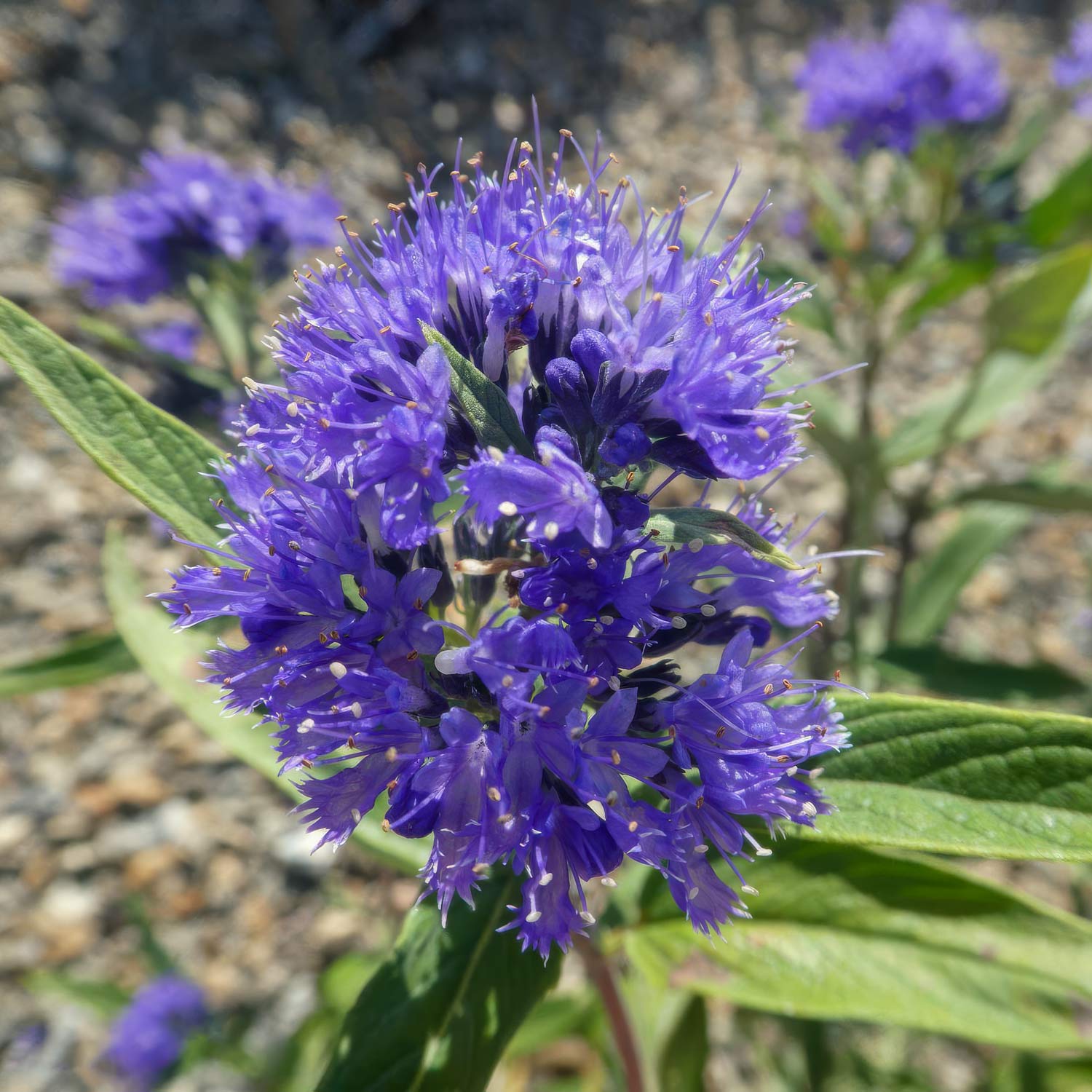 Caryopteris x clandonensis 'Kew Blue'