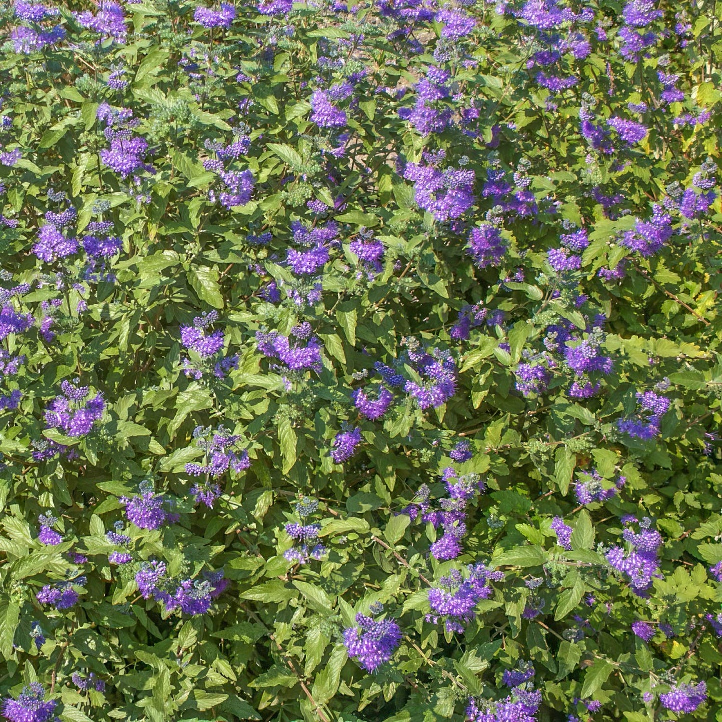 Caryopteris x clandonensis 'Kew Blue'