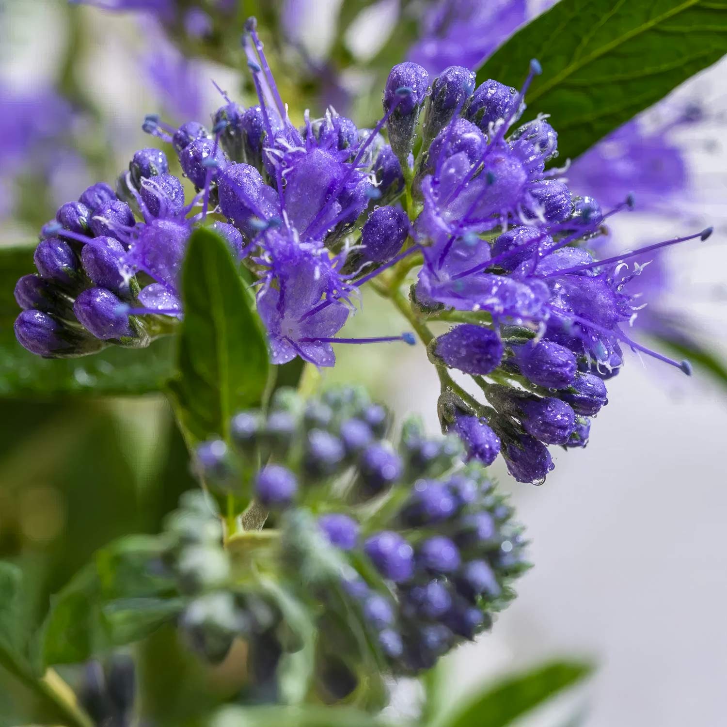 Caryopteris x clandonensis 'Kew Blue'