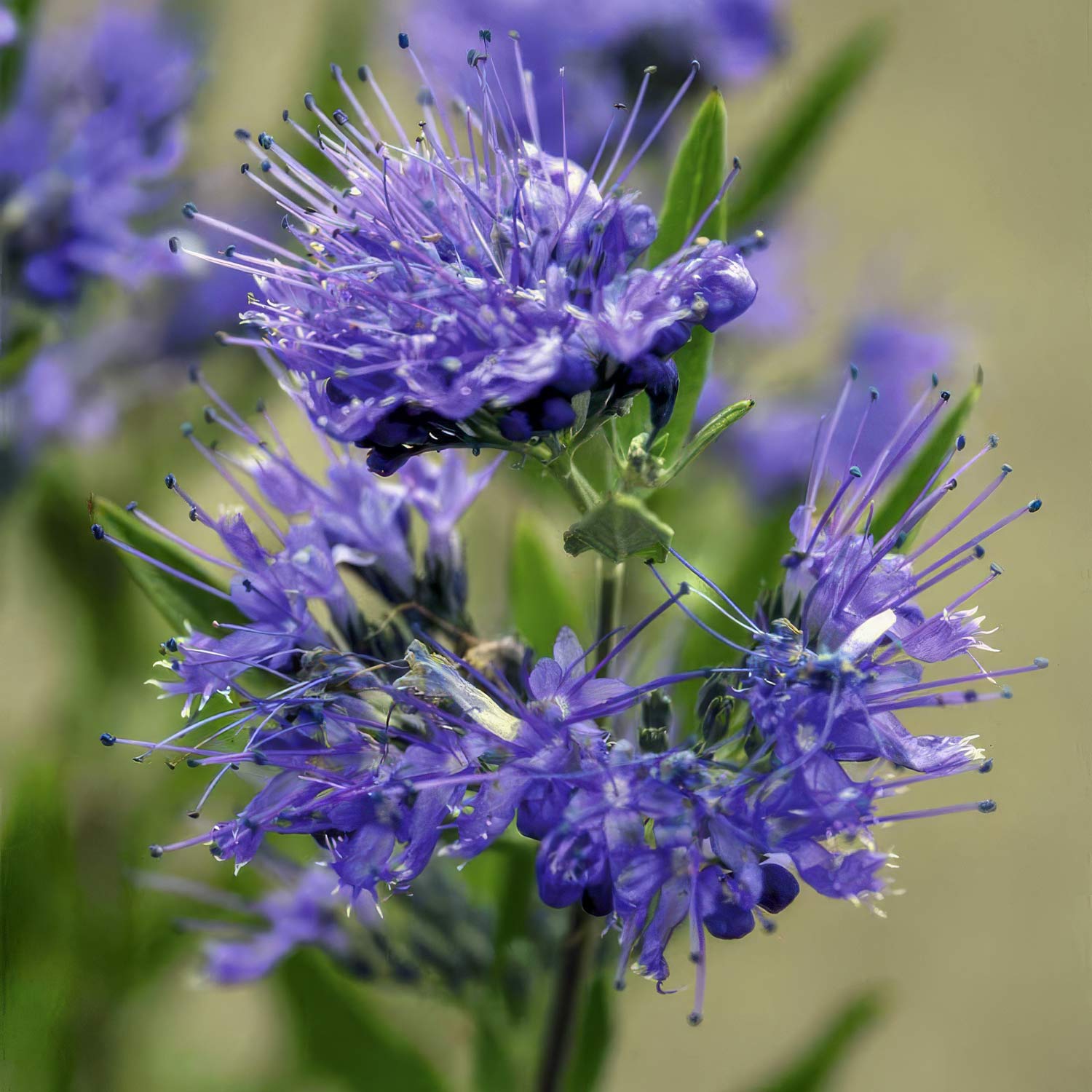 Caryopteris x clandonensis 'Kew Blue'