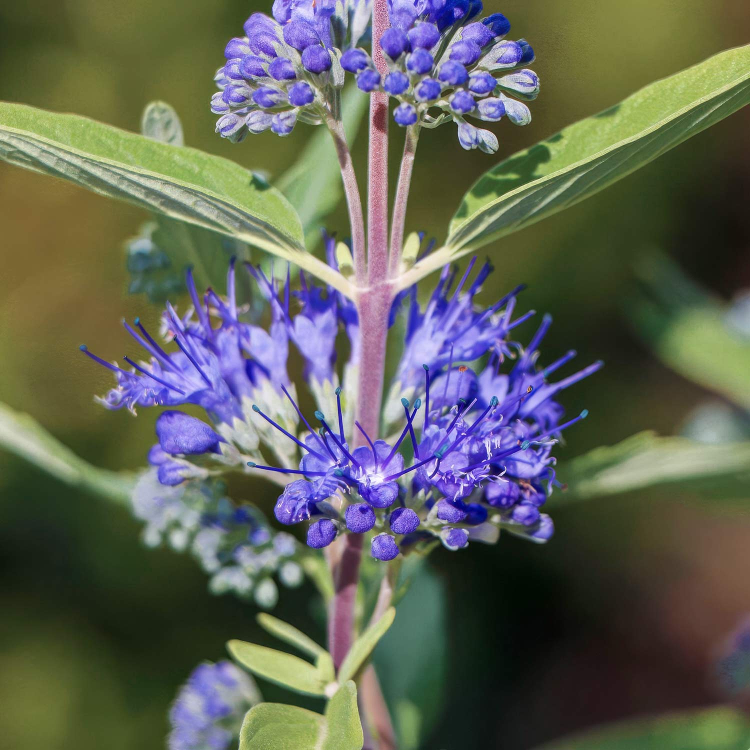 Caryopteris x clandonensis 'Kew Blue'