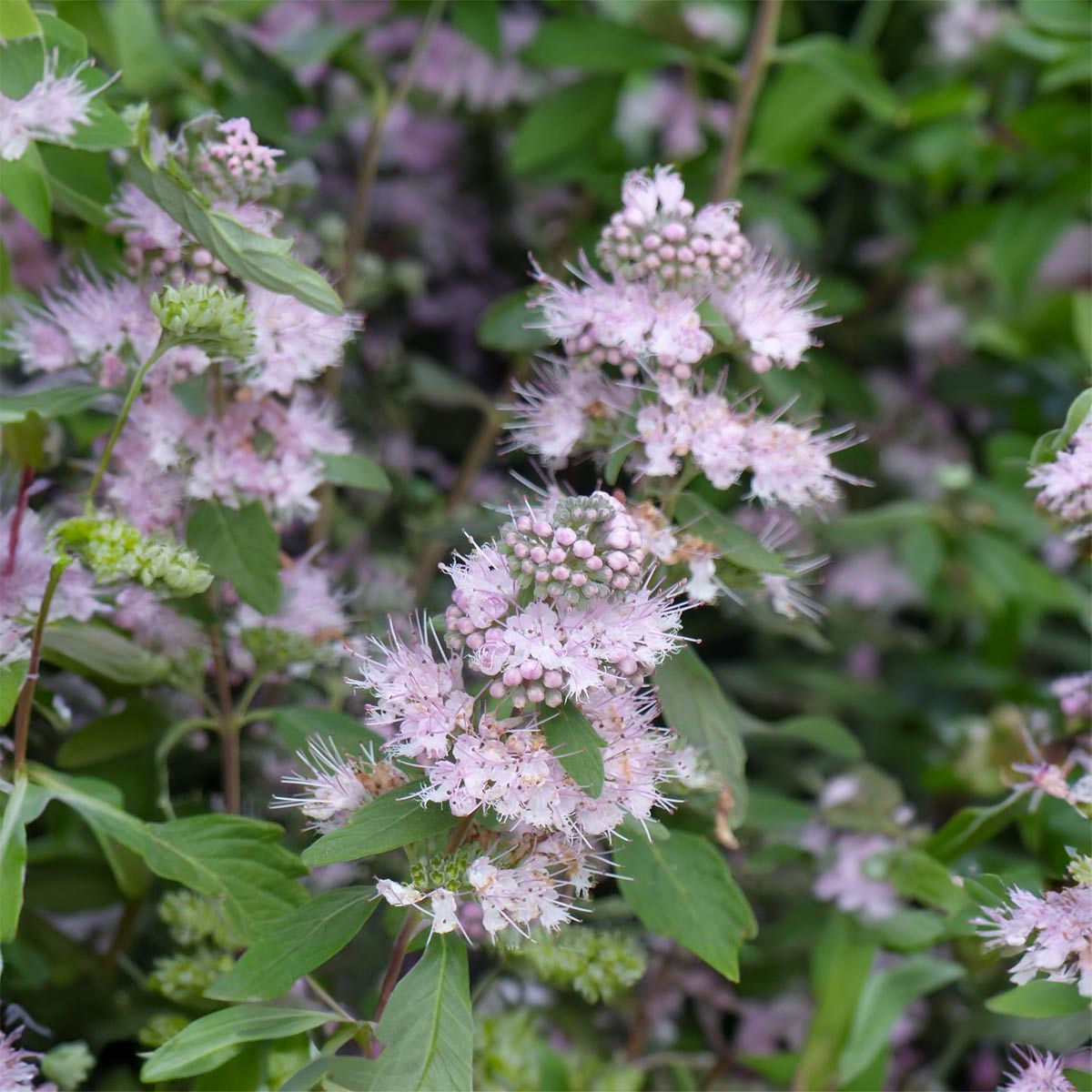 Caryopteris x clandonensis 'Pink Perfection'