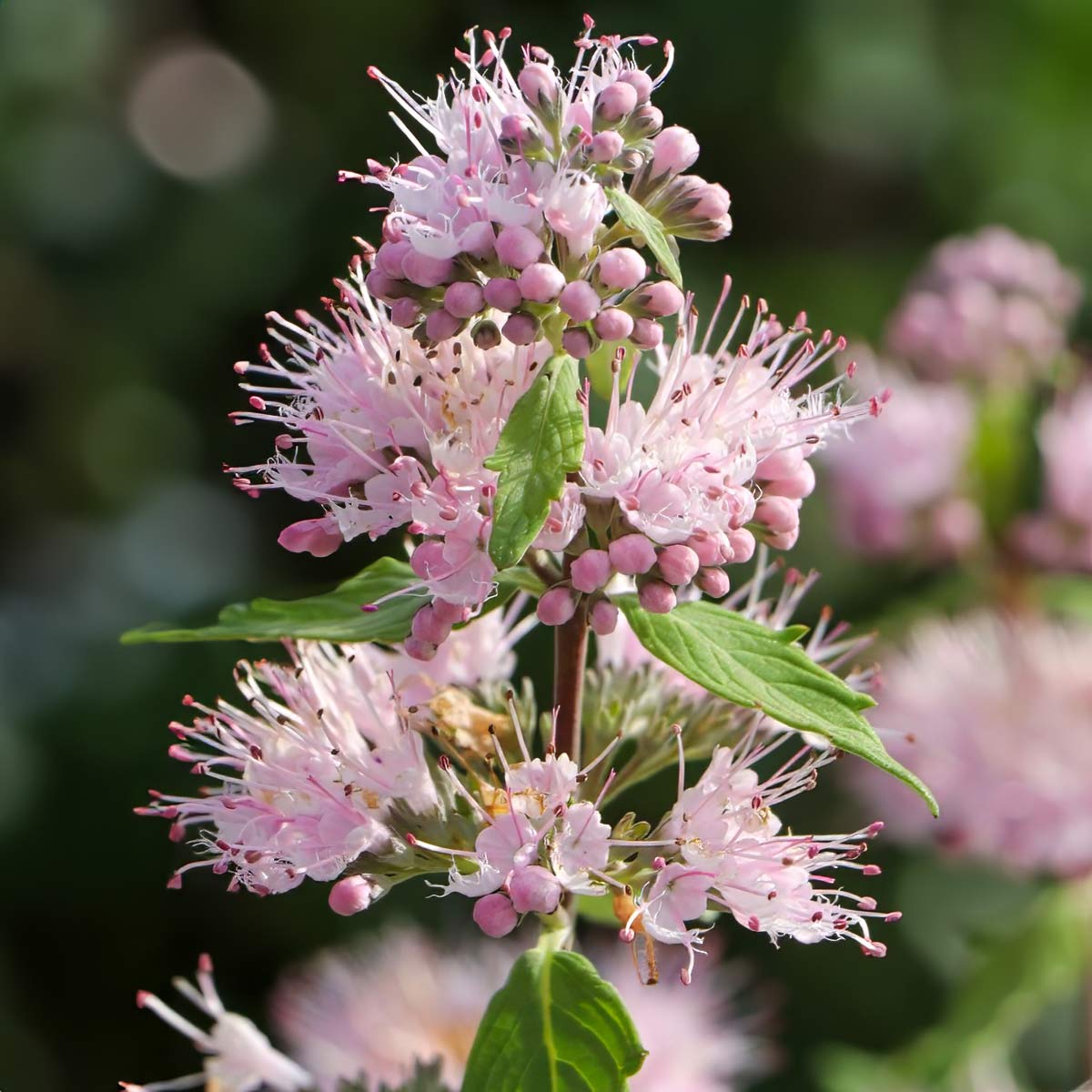 Caryopteris x clandonensis 'Pink Perfection'