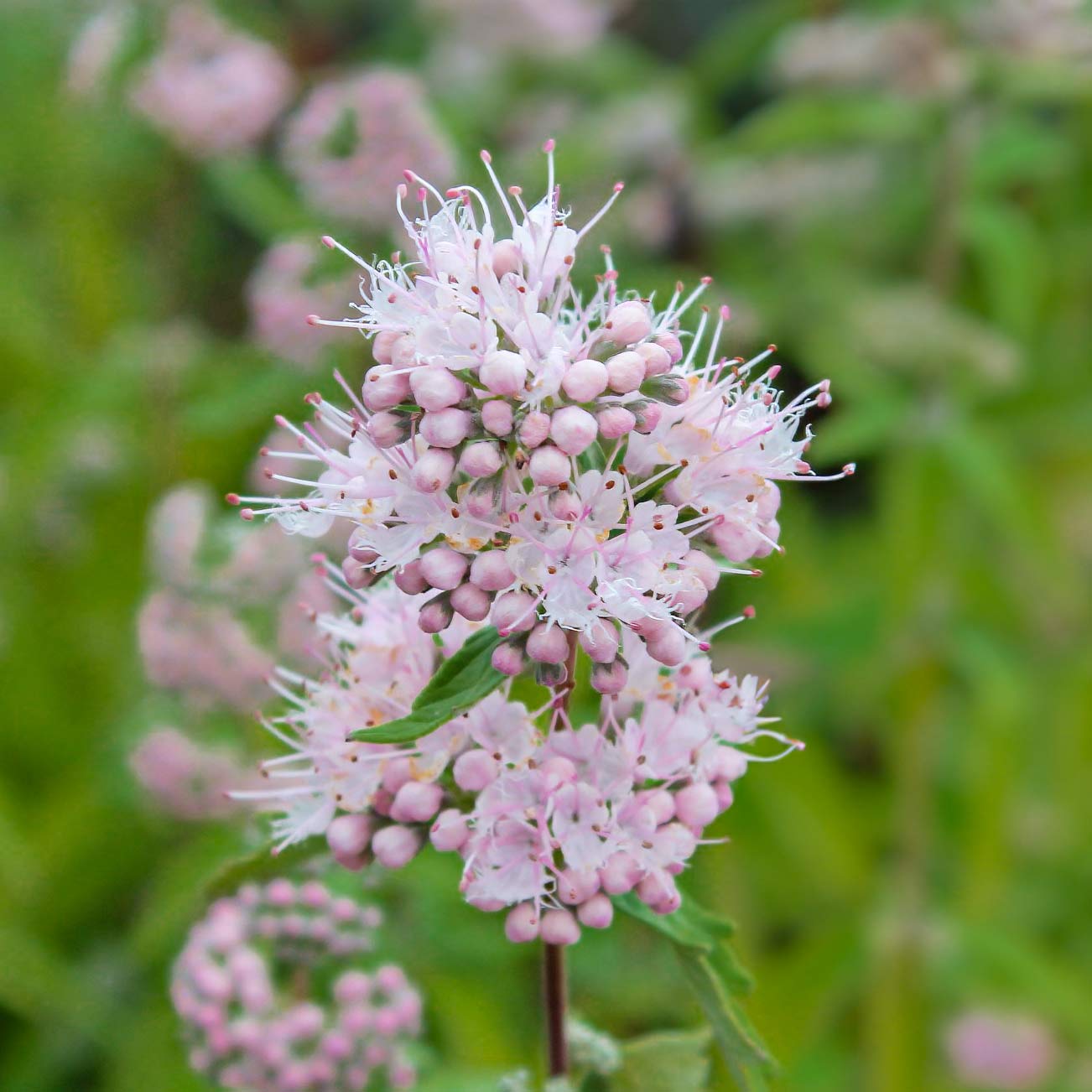 Caryopteris x clandonensis 'Pink Perfection'