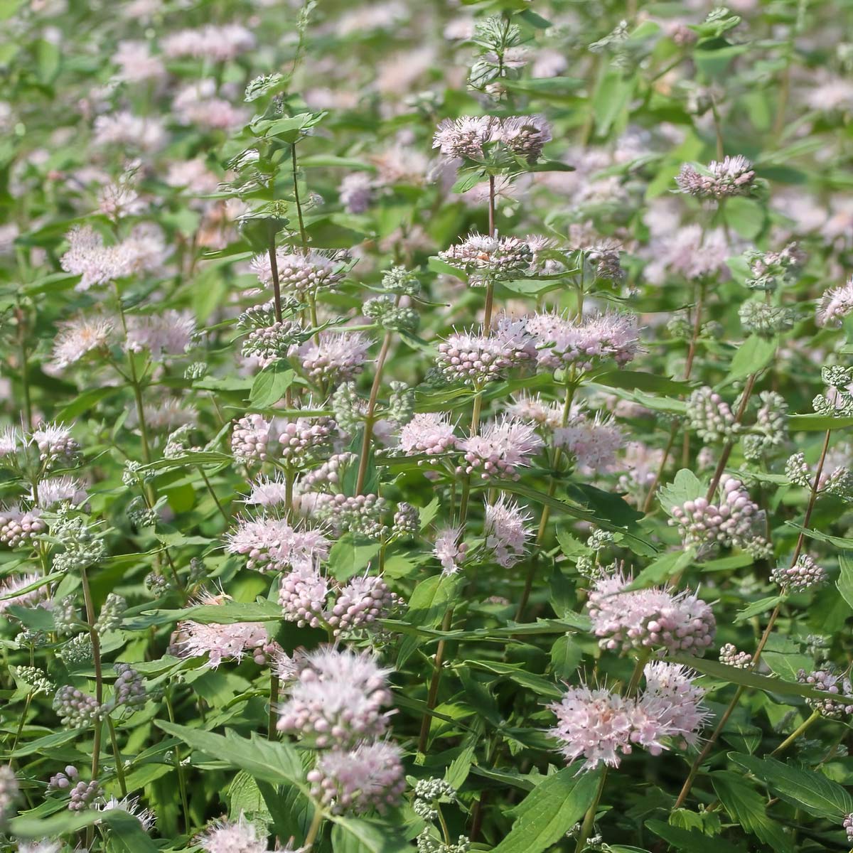 Caryopteris x clandonensis 'Pink Perfection'