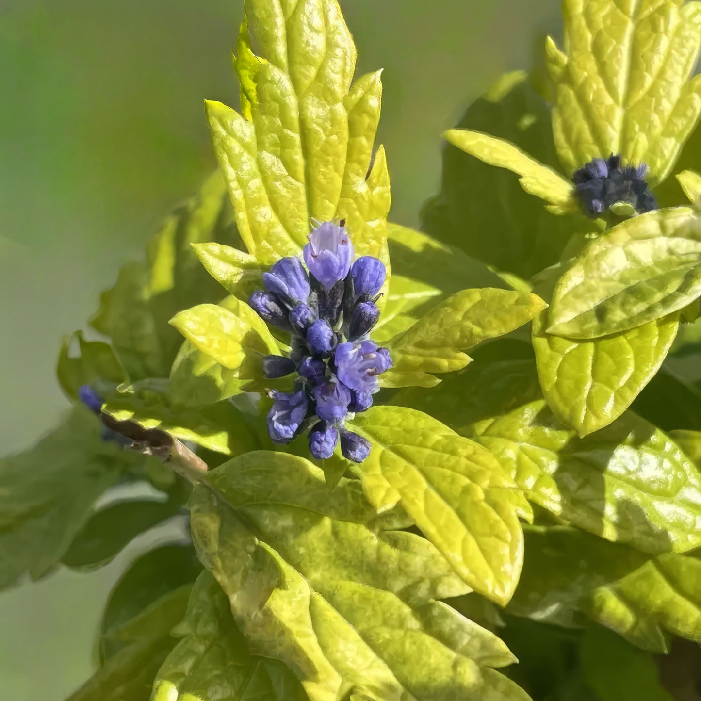 Caryopteris x clandonensis 'Sapphire Dream'