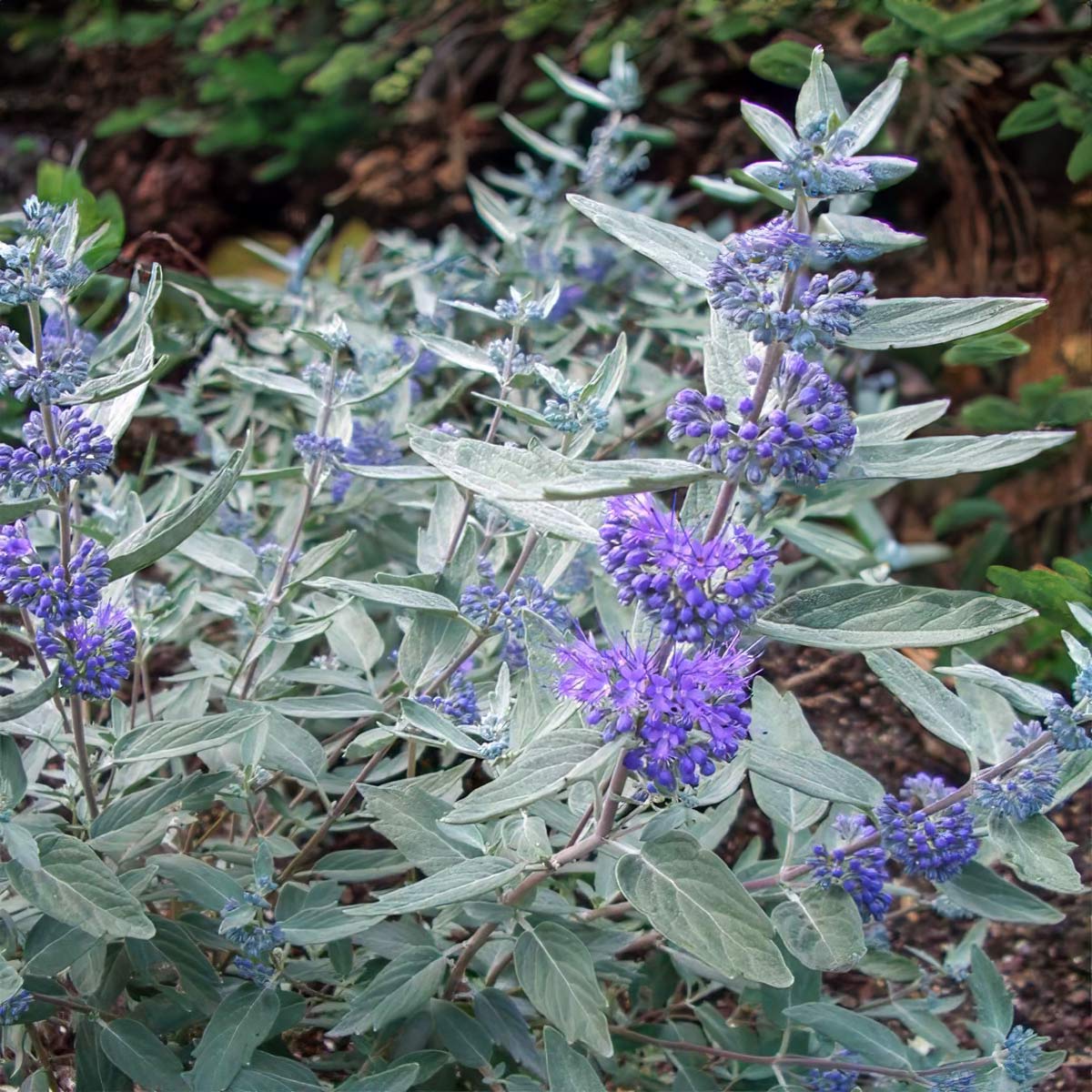 Caryopteris x clandonensis 'Sterling Silver'