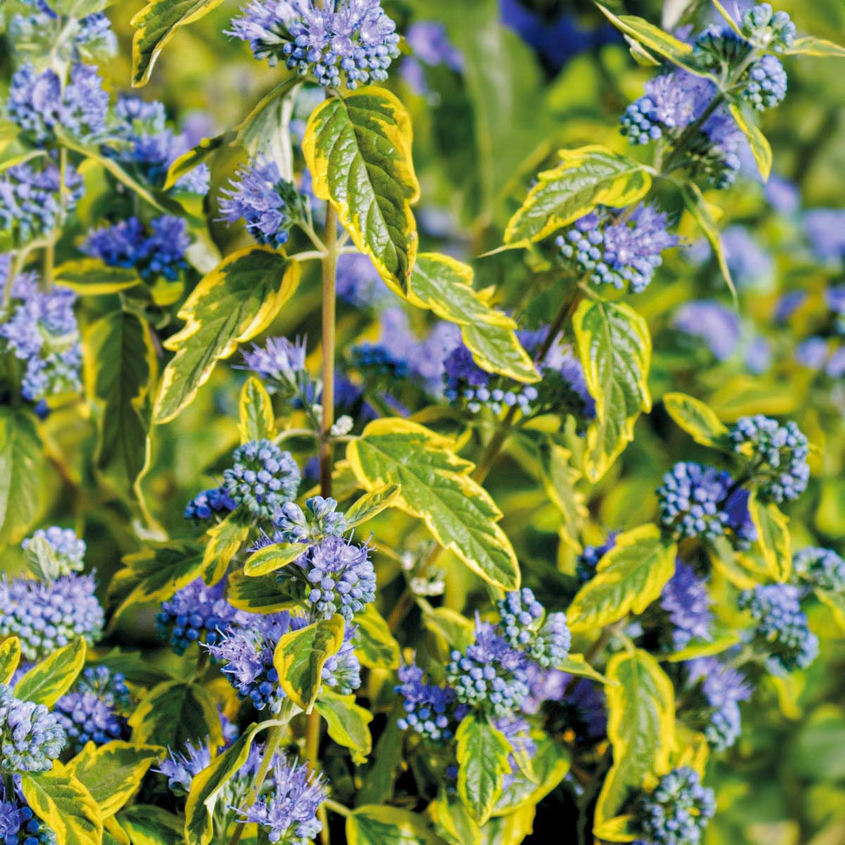 Caryopteris x clandonensis 'Summer Sorbet'