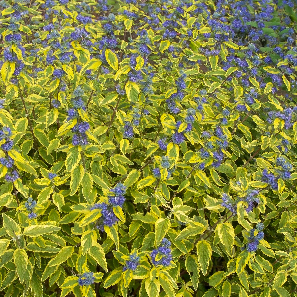 Caryopteris x clandonensis 'Summer Sorbet'