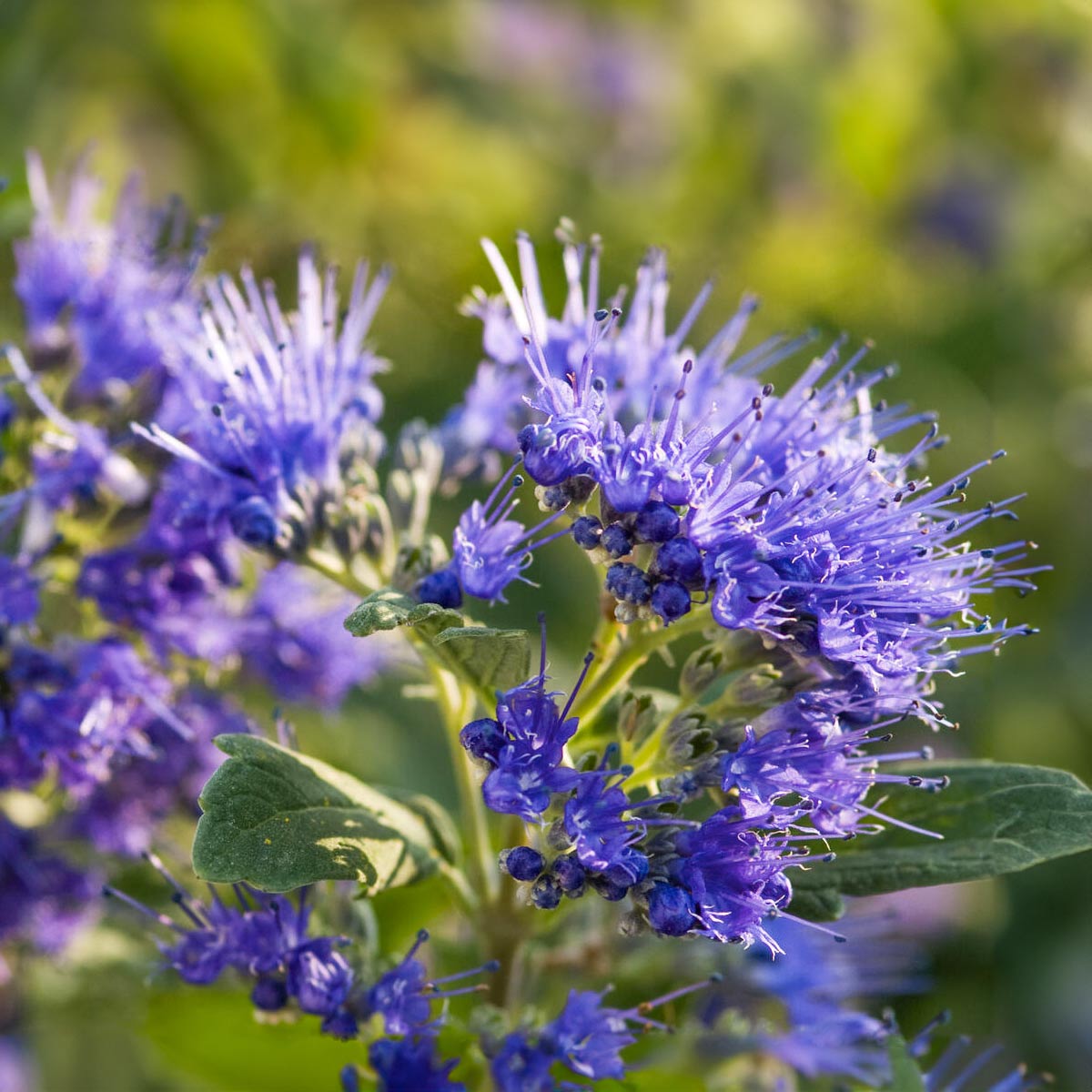 Caryopteris x clandonensis 'Heavenly Blue'