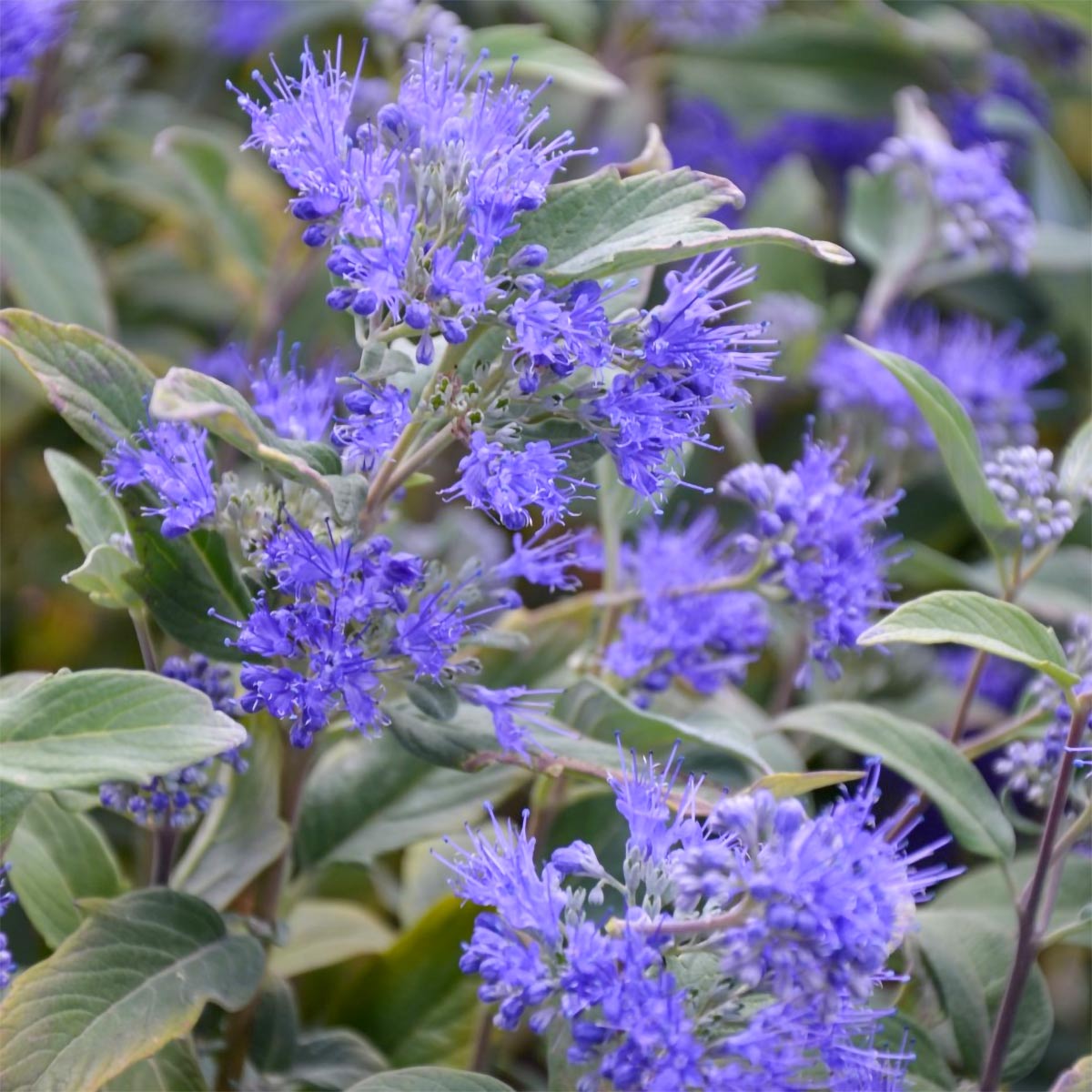 Caryopteris x clandonensis 'Heavenly Blue'