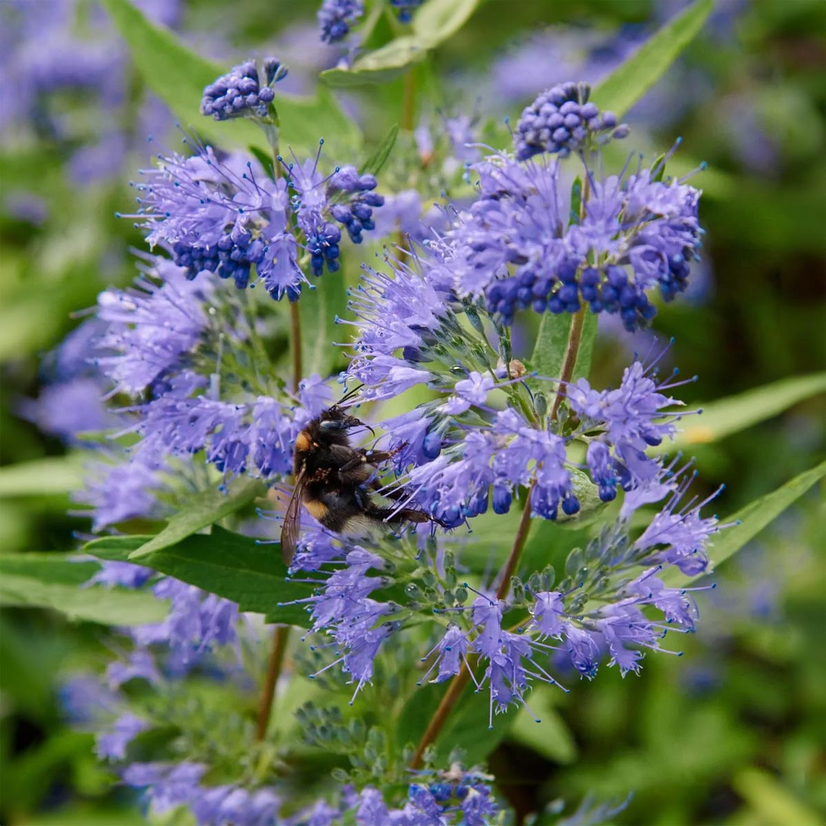 Caryopteris x clandonensis 'Heavenly Blue'